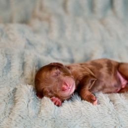 Amazon - male Golden Mountain Doodle puppy in Murray, Utah from Good Looking Dogs