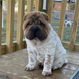 Chinese Shar-Pei from Jessica's Shar-Pei