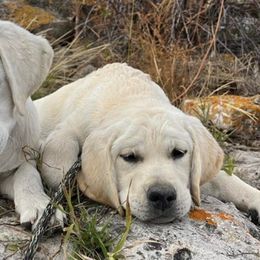 Labrador Retrievers from Straight Shot Labradors