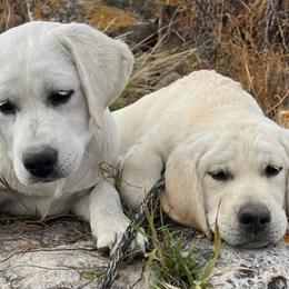 Labrador Retrievers from Straight Shot Labradors