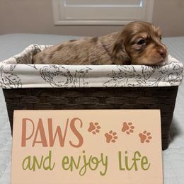 Chocolate and cream Dapple Girl (light) - Dapple female Dachshund puppy in Fontana, California from Oscar Meyer’s Weenies