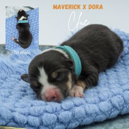 Clue - Black and tan male Pembroke Welsh Corgi puppy in Walsh, Colorado from Wilson Ranch Corgis