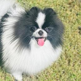 Hefner - Pomeranian