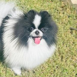 Hefner - Pomeranian