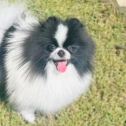 Hefner - Pomeranian