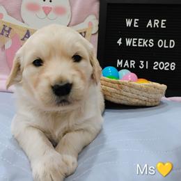 Yellow collar girl - Light golden female Golden Retriever puppy in Rochester, Washington from Grand Mound Goldens