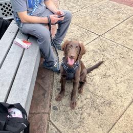 White - Liver female Flat-Coated Retriever puppy in Kaanapali, Hawaii from Kaia Golden Flat Coat