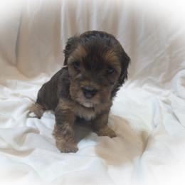 Girl 1 - Chocolate female Cavapoo puppy in Medina, Ohio from Momma's Minis