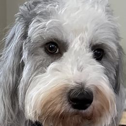 Lizzie - Sheepadoodle