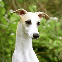 Whippet puppies from Rosmoor Whippets