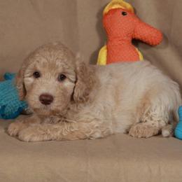 Apollo - Cream male Aussiedoodle puppy in Colonial Beach, Virginia from Bristol Mine Kennels
