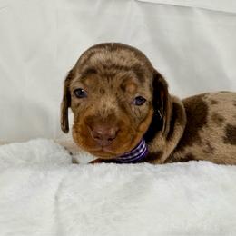 Purple - Dapple female Dachshund puppy in Ocala, Florida from Darling Doxies of Ocala