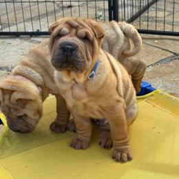 Boy 1 - Red fawn male Chinese Shar-Pei puppy in Fairfield, Texas from Majesty SharPei