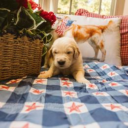Moses - Golden male Golden Retriever puppy in Ramona, California from SDPREMIERGOLDENS