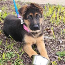 German Shepherd Puppies from Iron Crest Shepherds