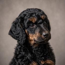 Susan - Phantom female Poodle puppy in Spring Hills, Florida from The Olympus Standard Poodle