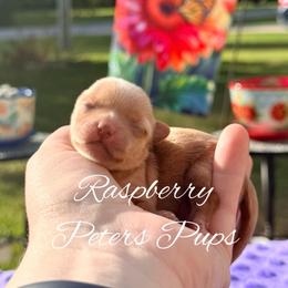 Girl 1 - Gold female Yorkshire Terrier puppy in Hertford, North Carolina from Peters Pups AKC Yorkshire Terriers