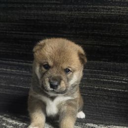 Rusty - Sesame male Shiba Inu puppy in Illinois from Precious-Puppies