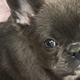French Bulldogs from Aura Frenchies ND