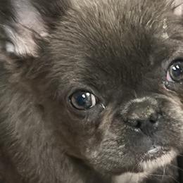 French Bulldogs from Aura Frenchies ND