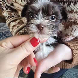 Boy 3 - Chocolate male Havanese puppy in Melba, Idaho from Lawson Havanese
