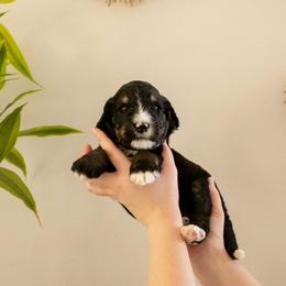 Valerie - Tri-color female Bernedoodle puppy in New River, Arizona from Sonoran Standard Doodles