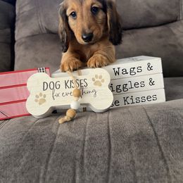 Henry - Red male Dachshund puppy in Stuart, Iowa from Johnson Family Corgis and more