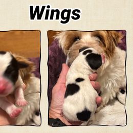 Wings - Tri-color male Russell Terrier puppy in Viper, Kentucky from Mountain Top