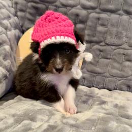 MINNIE - Black white and tan female Shetland Sheepdog puppy in Livonia, Michigan from M7’s Shelties, Toonies & AussieDoodles