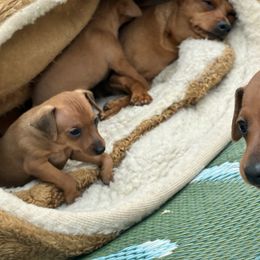 Saint - Red male Miniature Pinscher puppy in Eagle Creek, Oregon from Peacock Miniature Pinschers