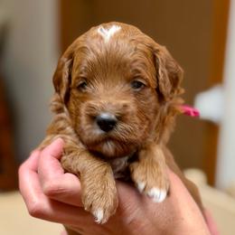 Bonnie - Red  female Goldendoodle puppy in Great Falls, Montana from AnneLuna Goldendoodles