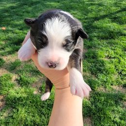 Australian Shepherd Puppies from SMartAuss Farm Australian Shepherds