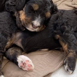 Girl 6 - Bernedoodle puppy in Berryville, Virginia from Hazel the Bernedoodle