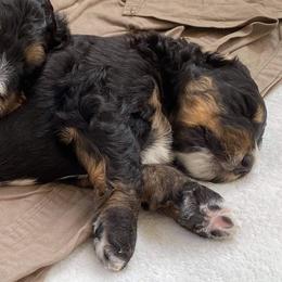 Girl 6 - Bernedoodle puppy in Berryville, Virginia from Hazel the Bernedoodle