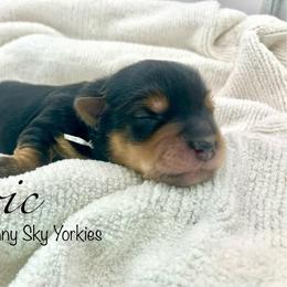 Lyric - Black and tan male Yorkshire Terrier puppy in Galesburg, Illinois from Sunny Sky Yorkies