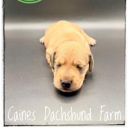 Beast - Cream male Dachshund puppy in Cincinnati, Ohio from Caines Dachshund Farm