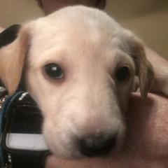 Peruvian Inca Orchid Puppies from Naked baby’s