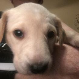 Peruvian Inca Orchid Puppies from Naked baby’s