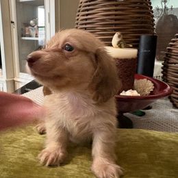 BODIE - Chocolate male Dachshund puppy in Visalia, California from DachGraston Dachshunds