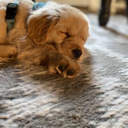 Golden Retriever Puppies from Manor House Goldens