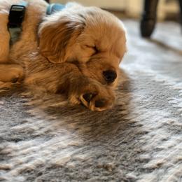 Golden Retriever Puppies from Manor House Goldens