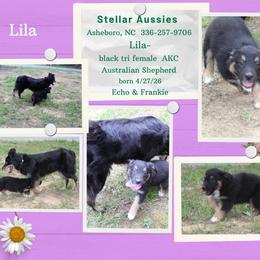 Lila - Black tri-color female Australian Shepherd puppy in Asheboro, North Carolina from Stellar Aussies