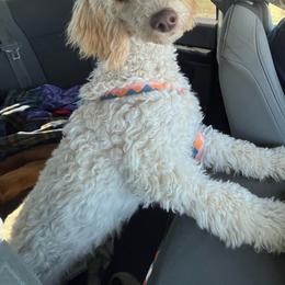 Millie - Apricot female Poodle puppy in Caldwell, Idaho from Treasure Valley Poodles