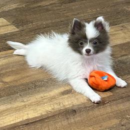 Mini Coop (Cooper) - Blue parti male Pomeranian puppy in Plano, Texas from Madison Park Poms