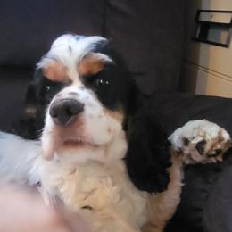 Lainey Wilson - Cocker Spaniel