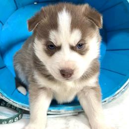 Elfie - Red and white male Siberian Husky puppy in Vail, Iowa from Homegrown Huskies