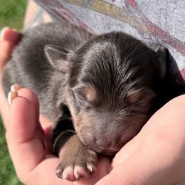 Seasmoke - Dilute blue male Australian Shepherd puppy in Kokomo, Indiana from North Central Aussies