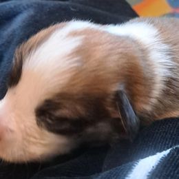 Boy 4 - Pembroke Welsh Corgi puppy in Spotsylvania, Virginia from Cobyco