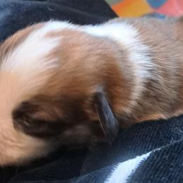 Boy 4 - Pembroke Welsh Corgi puppy in Spotsylvania, Virginia from Cobyco