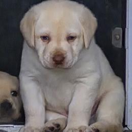 Lemmy - Yellow male Labrador Retriever puppy in Greenwich, Ohio from Pure Gem Kennel